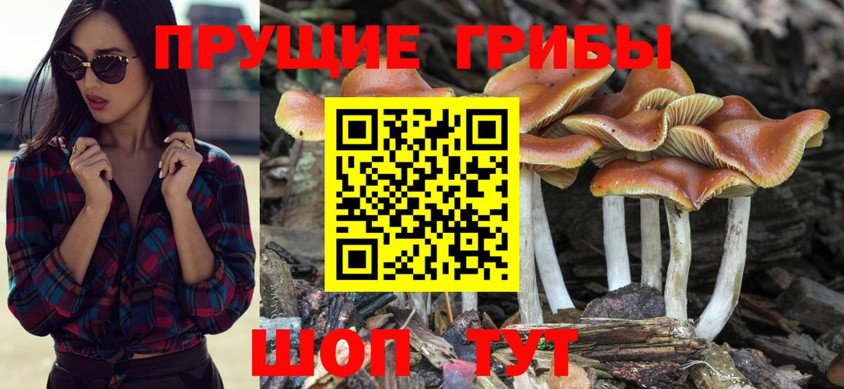 Ржев  Псилоцибиновые грибы Cubensis  дарнет шоп  Вход с VPN 